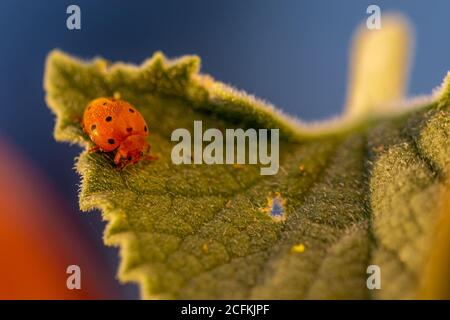 Melone Marienkäfer (Henosepilachna argus) Auf einem Gherkin des Teufels bei Sonnenuntergang Stockfoto