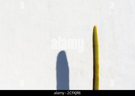 Langer grüner Kaktus und sein Schatten auf rauem Weiß Wand Stockfoto