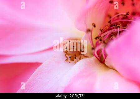 Orangefarbene Marienkäfer zu Fuß zwischen den zarten und weichen rosa Blütenblätter einer Rose Stockfoto