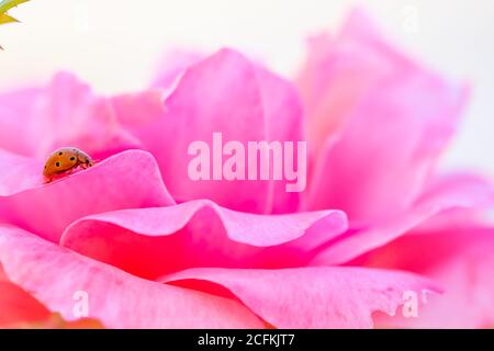 Orangefarbene Marienkäfer zu Fuß zwischen den zarten und weichen rosa Blütenblätter einer Rose Stockfoto