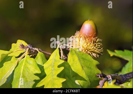 Herbst. Eichenzweig mit gelben Blättern und einer Eichel im Wald an sonnigen Tagen. Puteneiche ( Quercus cerris ), mediterrane Region Stockfoto