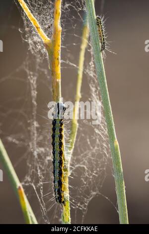 Raupen in ihrer natürlichen Umgebung. Stockfoto