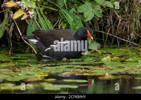 Moorhen (Gallinula chloropus) In saftigem Laub am Rand eines stillgelegt Kanals Stockfoto