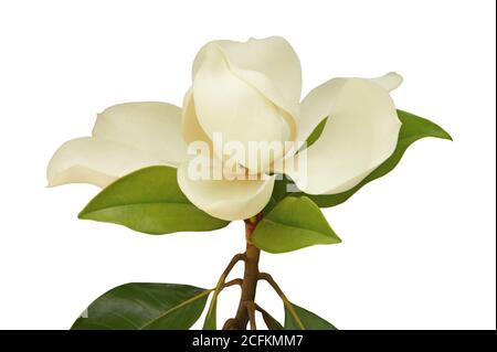 Eine schöne Blume von Magnolia grandiflora auf weißem Hintergrund Stockfoto