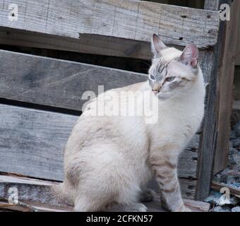 Luna, eine Siam/Tabby Mischung Stallkatze weiß mit blauen Augen vor verwittertem Holz. Stockfoto