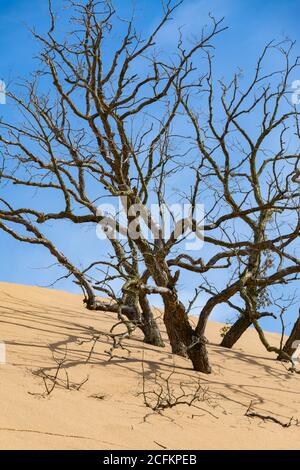 Tote Bäume in den Sanddünen an der Indiana Dunes National Shoreline. Stockfoto