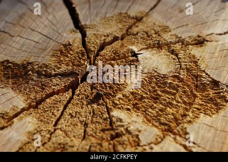 Hintergrund fesh Baumstumpf in Rissen mit Sonnenlicht. Stockfoto