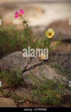 Im Garten wachsen gelbe und rosa purslane Blüten Stockfoto