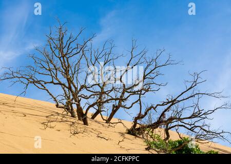 Tote Bäume in den Sanddünen an der Indiana Dunes National Shoreline. Stockfoto