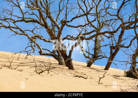 Tote Bäume in den Sanddünen an der Indiana Dunes National Shoreline. Stockfoto