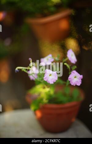 Blass lila Petunia Blume wachsen in einem Tontopf in einem Sommergarten. Stockfoto