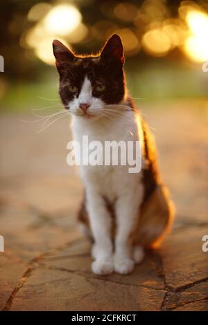 Tricolor Kitty sitzt im Garten auf dem alten Steinboden. Stockfoto