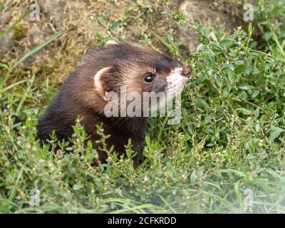 Jugendpolecat. Nahaufnahme des Kopfes. Stockfoto