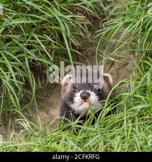 Jugendpolecat. Nahaufnahme des Kopfes. Stockfoto