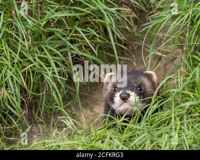 Jugendpolecat. Nahaufnahme des Kopfes. Stockfoto