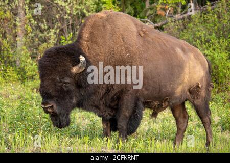 Bison in Kanada entlang des Alaska Highway gesehen. Stockfoto