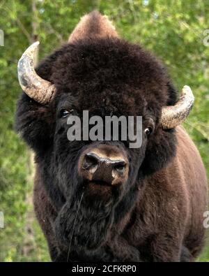 Bison in Kanada entlang des Alaska Highway gesehen. Stockfoto