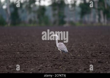 Graureiher (Ardea cinerea) Füttern im Feld auf Würmer und auf der Suche nach Nahrung Stockfoto