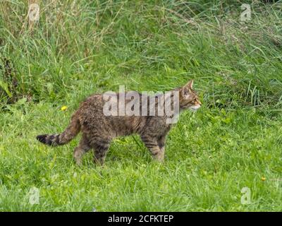 Weibliche Schottische Wildkatze Stockfoto