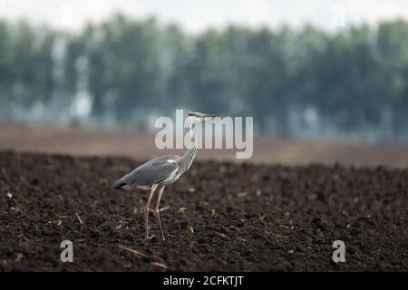 Graureiher (Ardea cinerea) Füttern im Feld auf Würmer und auf der Suche nach Nahrung Stockfoto