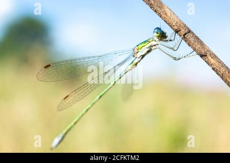 Libelle auf einem trockenen Stock sitzend, Wildtiere. Eine dünne blaue Libelle sitzt auf einem schmalen Grasblatt. Nicht fokussiert. Stockfoto
