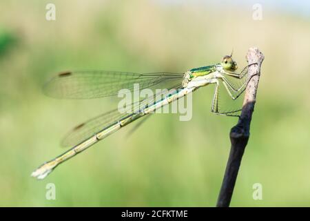 Libelle auf einem trockenen Stock sitzend, Wildtiere. Eine dünne blaue Libelle sitzt auf einem schmalen Grasblatt. Nicht fokussiert. Stockfoto