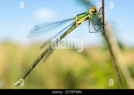 Libelle auf einem trockenen Stock sitzend, Wildtiere. Eine dünne blaue Libelle sitzt auf einem schmalen Grasblatt. Nicht fokussiert. Stockfoto