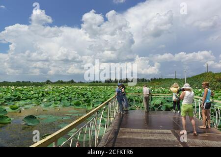 Russland, Krasnodar, Beloserny Siedlung-22 Juli 2018: Touristen auf der Aussichtsplattform des Sees mit einer blühenden Lotusnuss (lat. Nelumbo nucifera) Stockfoto