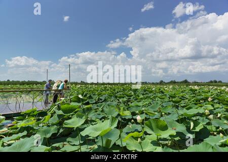 Russland, Krasnodar, Beloserny Siedlung-22 Juli 2018: Touristen auf der Aussichtsplattform des Sees bewundern die Blumen der Lotusnuss (lat. Nelumbo Stockfoto