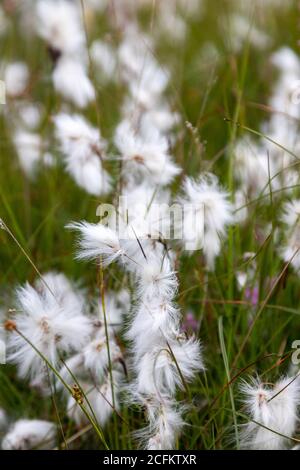 Eriophorum angustifolium, allgemein bekannt als gewöhnliches Baumwollgras oder gewöhnliches Baumwollsedge mit flauschigen Samenköpfen in Schottland Stockfoto