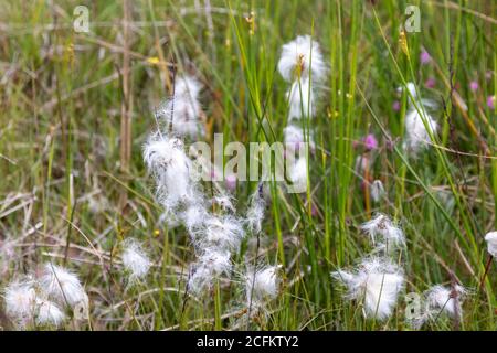 Eriophorum angustifolium, allgemein bekannt als gewöhnliches Baumwollgras oder gewöhnliches Baumwollsedge mit flauschigen Samenköpfen in Schottland Stockfoto