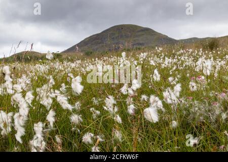 Eriophorum angustifolium, allgemein bekannt als gewöhnliches Baumwollgras oder gewöhnliches Baumwollsedge mit flauschigen Samenköpfen in Schottland Stockfoto