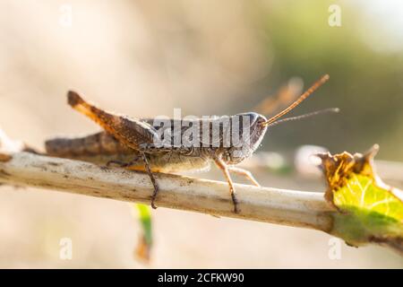 Schöne Heuschrecke auf dem Gras auf einem verschwommenen Hintergrund. Makroansicht Grasshopper. Grasshopper-Profil. Grasschrecke auf der Wiese Stockfoto