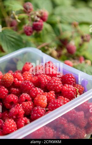 Sammeln von wilden Himbeeren im Sommer in Schottland Stockfoto