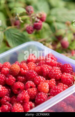 Sammeln von wilden Himbeeren im Sommer in Schottland Stockfoto