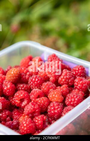 Sammeln von wilden Himbeeren im Sommer in Schottland Stockfoto