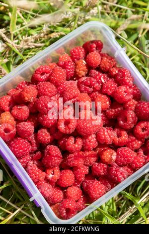 Sammeln von wilden Himbeeren im Sommer in Schottland Stockfoto