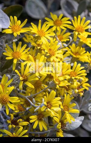 Brachyglottis greyi, auch Senecio greyi genannt, mit dem gemeinsamen Namen Gänseblümchen-Busch hat leuchtend gelbe Blüten. Stockfoto