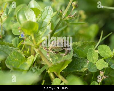 Jungtier-Marschfrosch (ca. 2-3 cm) Am Rande eines Teiches sitzend Stockfoto