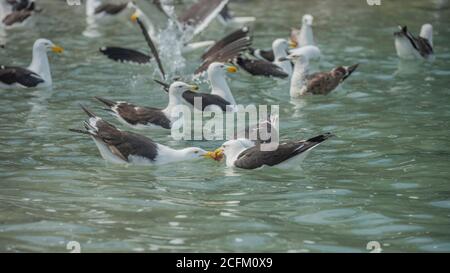 Kelp Gull (Larus Dominicanus) Stockfoto