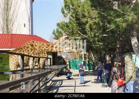 Belogorsk, Krim, Russland-10. März 2019: Menschen in der Nähe des Giraffenkäfigs im Taigan Safari Park Stockfoto