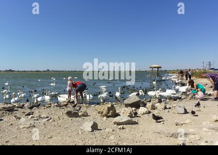 Jewpatoria, Krim, Russland-09 September 2019: Menschen, die Wasservögel füttern: Blässhühner (lat. Fulica atra), der stumme Schwan (lat. Cygnus olor) und Silber Seagul Stockfoto