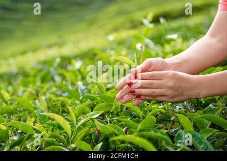 Aus der Nähe sammelt das Mädchen sanft die oberen Teeblätter aus grünen Büschen hoch in den Bergen. Tea Valley Teeproduktion. Stockfoto