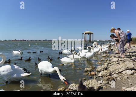 Jewpatoria, Krim, Russland-09 September 2019: Menschen, die Wasservögel füttern: Blässhühner oder platted (lat. Fulica atra), der stumme Schwan (lat. Cygnus olor) auf la Stockfoto