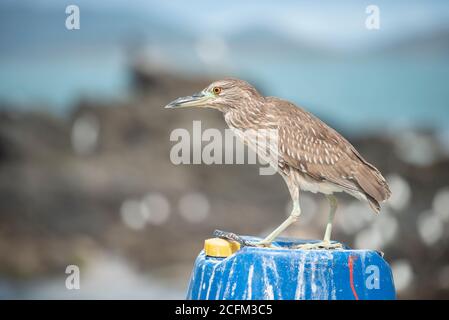 Schwarz-gekrönter Nachtreiher (Nycticorax Nycticorax) Stockfoto