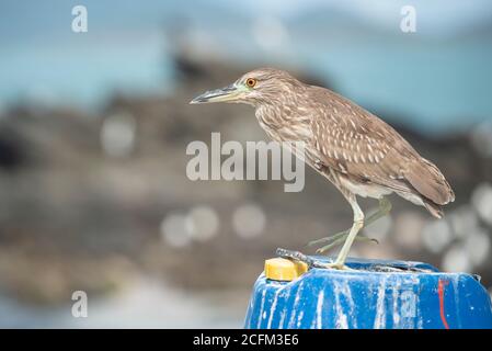 Schwarz-gekrönter Nachtreiher (Nycticorax Nycticorax) Stockfoto