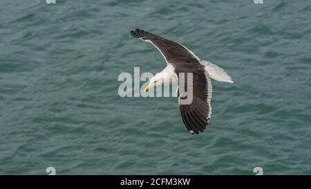 Kelp Gull (Larus Dominicanus) Stockfoto