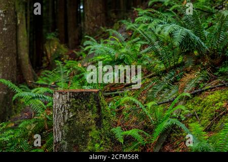 Moosiger Baumstamm und Farnwedel zwischen den Pinien an einem regnerischen Tag im Lynn Canyon Park Forest in Vancouver, Kanada Stockfoto