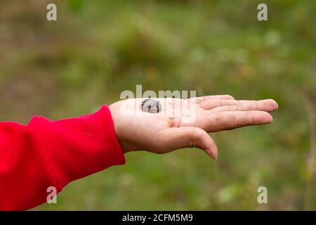 Das Mädchen hält in ihrer Handfläche eine kleine Erdkröte vor dem Hintergrund eines grünen Feldes. Stockfoto