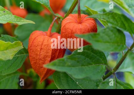 Alkekengi officinarum, Physalis alkekengi, chinesische Laterne, Japanische Laterne, Blasenkirsche oder Winterkirsche mit dunkler orangener Paprikaschale Stockfoto